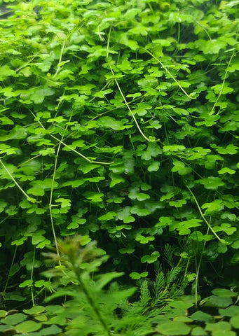 Hydrocotyle tripartita ‘Mini’