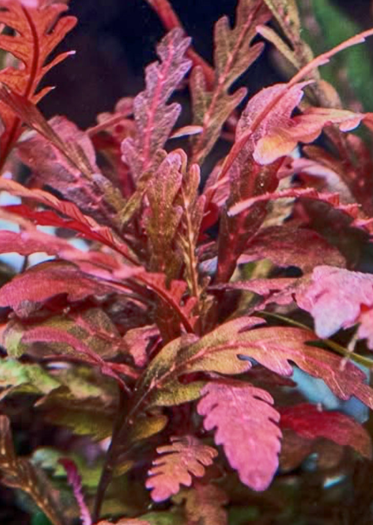 Hygrophila pinnatifida 'Roseus'