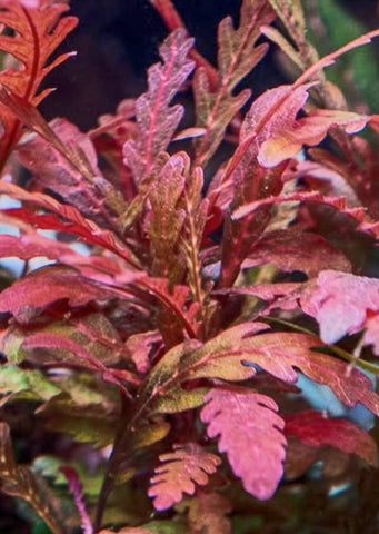 Hygrophila pinnatifida 'Roseus'