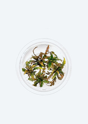 Hygrophila pinnatifida 'UK'