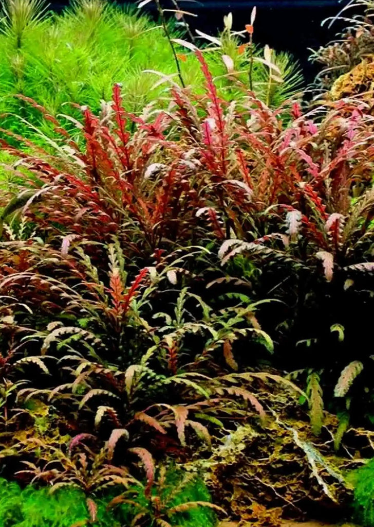 Hygrophila pinnatifida 'UK'