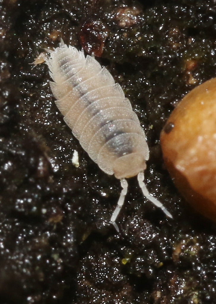 Live White Dwarf Isopods