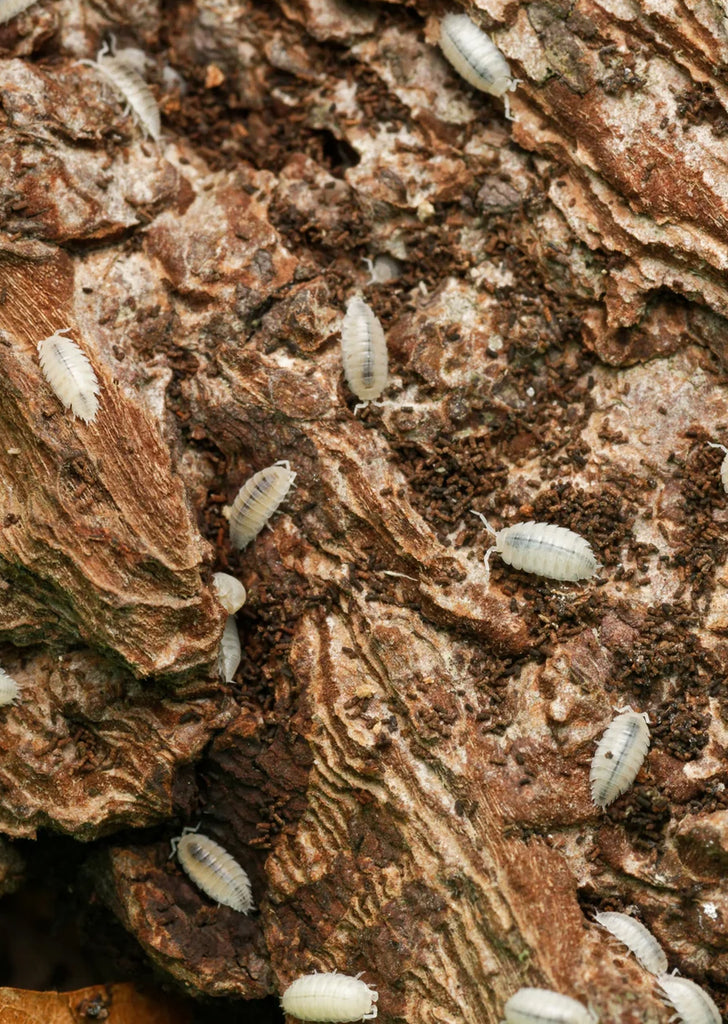 Live White Dwarf Isopods