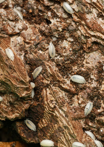 Live White Dwarf Isopods