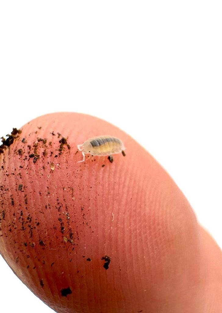 Live White Dwarf Isopods