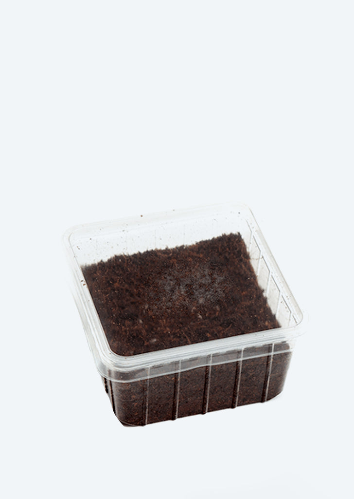 Live White Dwarf Isopods