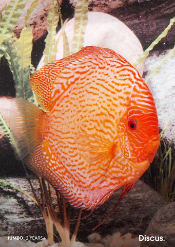 Stendker - Pigeon Blood Snake fish from Diskuszucht Stendker products online in Dubai and Abu Dhabi UAE