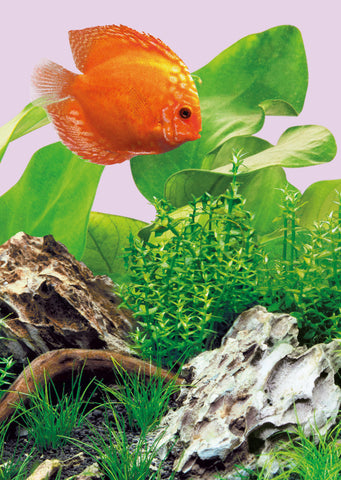 JUWEL MultiLux LED Colour