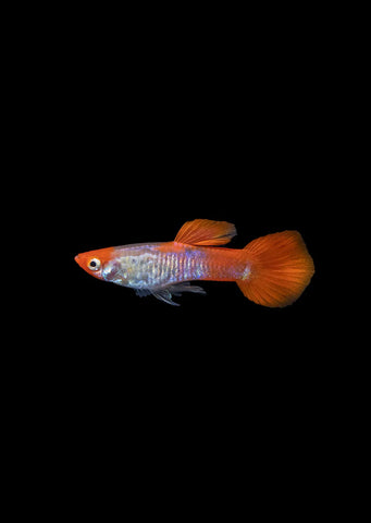 Koi Cobra Guppy