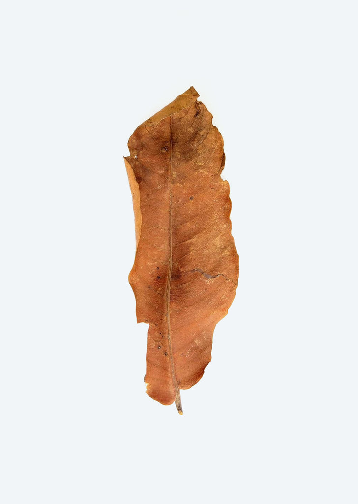 Kumbuk Leaves (10 Leaves)