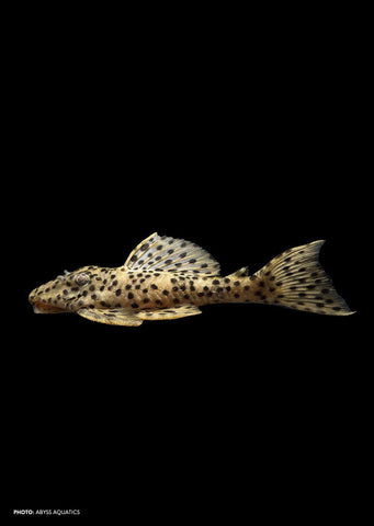 L172a Golden Vampire Pleco