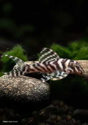 L173b New Zebra Pleco