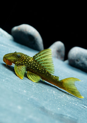 L200 Green Phantom Pleco