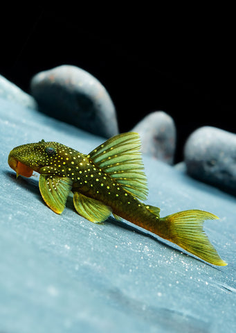 L200 Green Phantom Pleco