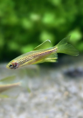 Leopard Long Fin Danio