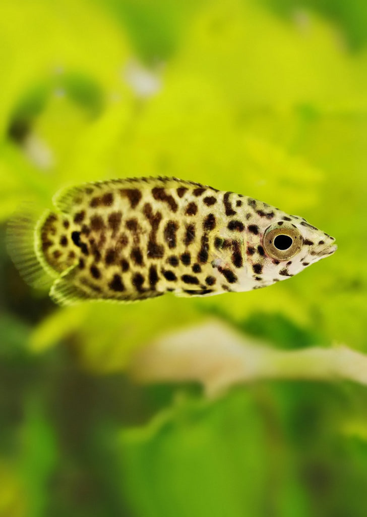Leopard Gourami