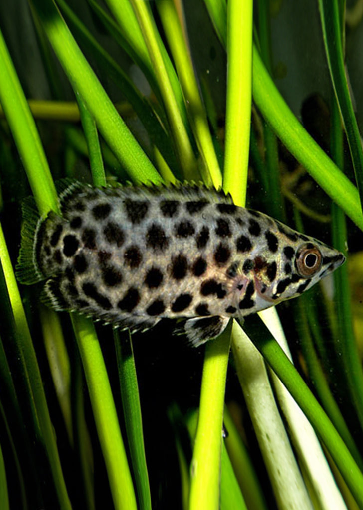 Leopard Gourami