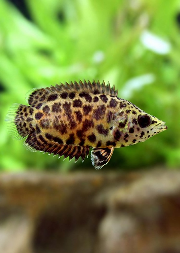 Leopard Gourami