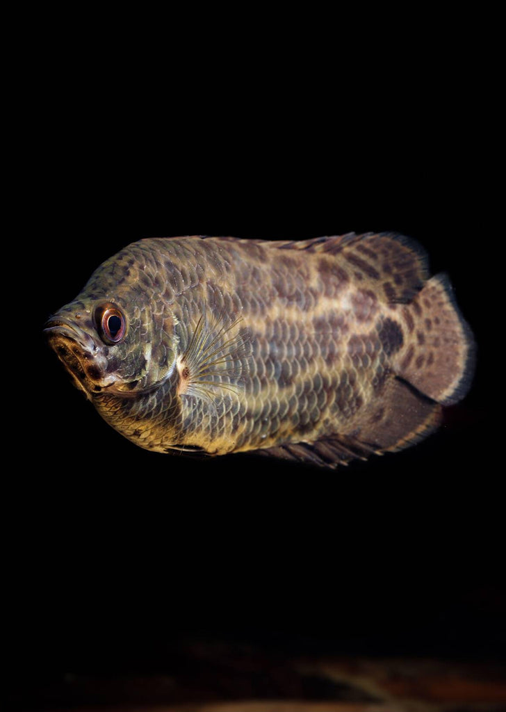 Leopard Gourami