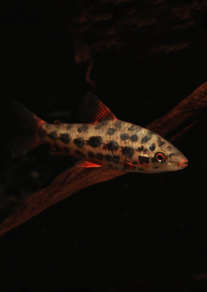 Leporinus Strawberry