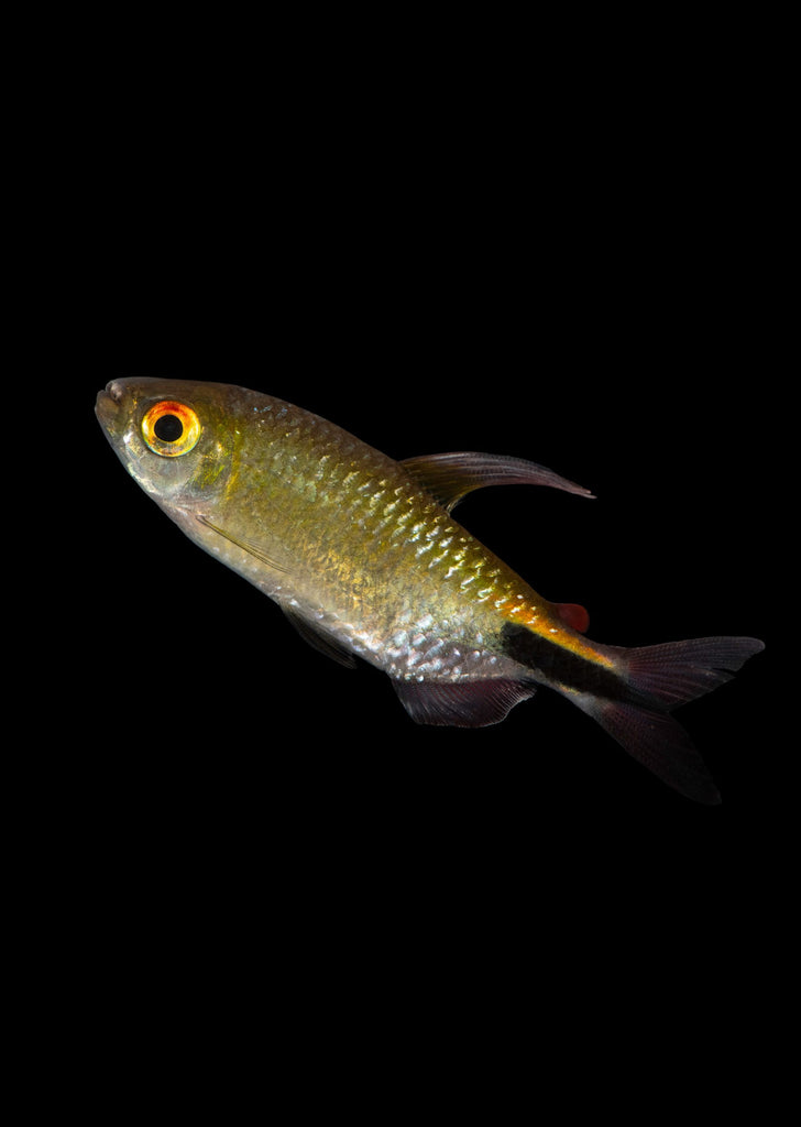 Long Finned Tetra