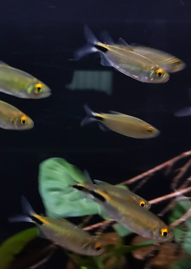 Long Finned Tetra