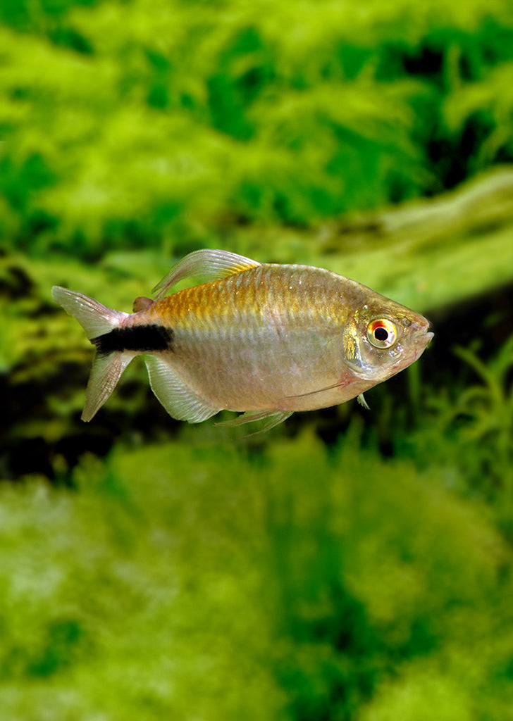 Long Finned Tetra