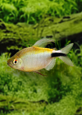 Long Finned Tetra
