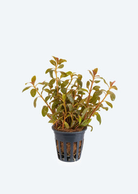Ludwigia inclinata red