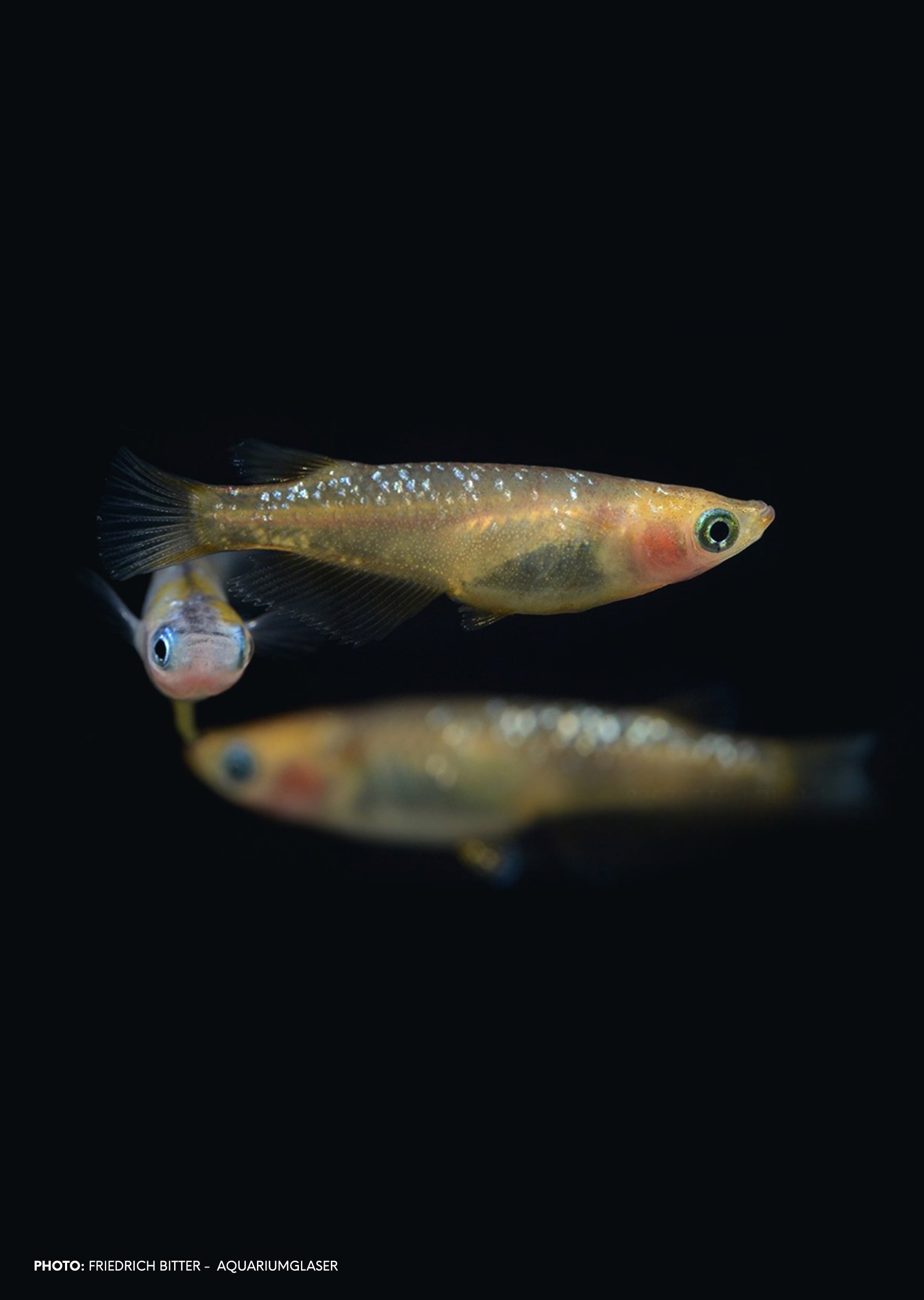 Stardust Ricefish Medaka Stardust | Live Tropical Fish UAE | Discus.ae