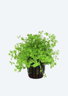 Micranthemum umbrosum