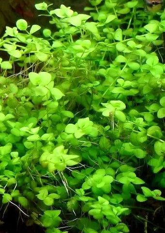 Micranthemum umbrosum