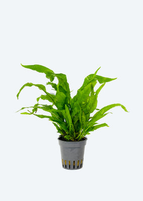 Microsorum sp. Pteropus ‘Latifolia’