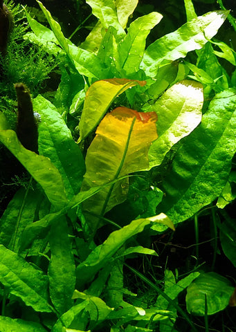 Microsorum sp. Pteropus ‘Latifolia’