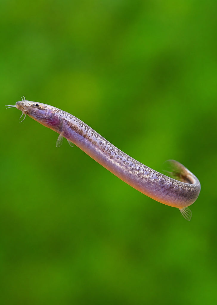 Neon Kuhlii Loach
