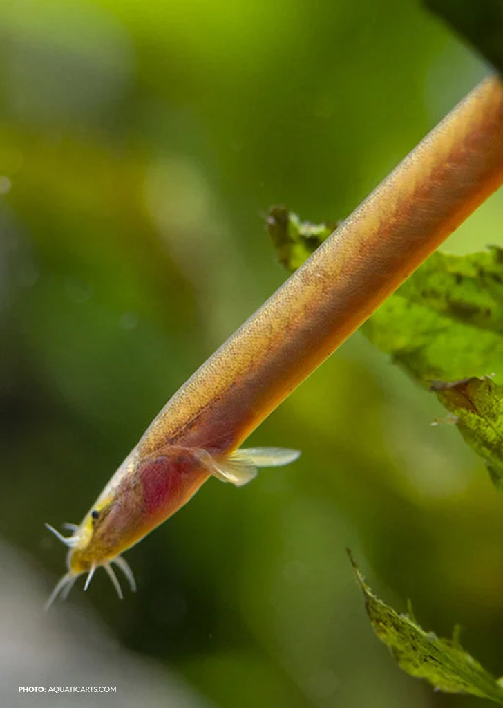 Neon Kuhlii Loach