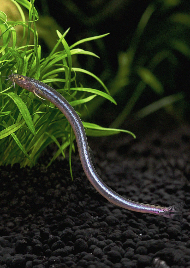 Neon Kuhlii Loach
