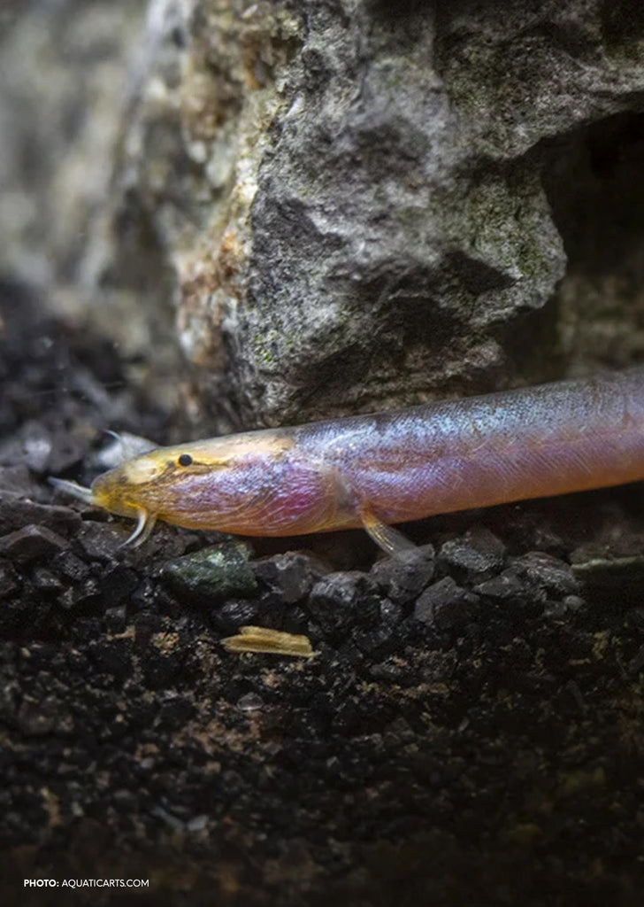 Neon Kuhlii Loach