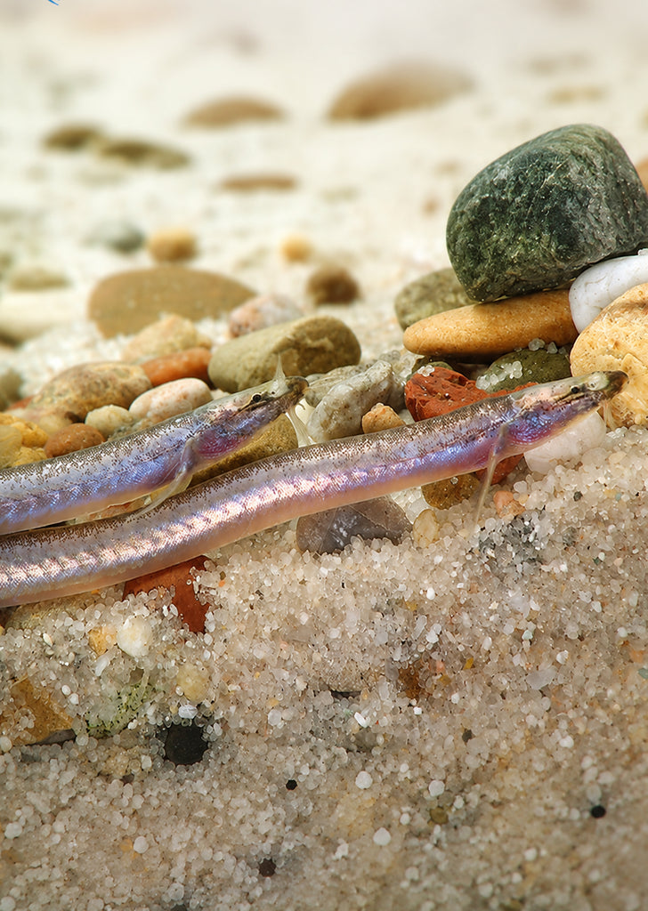 Neon Kuhlii Loach