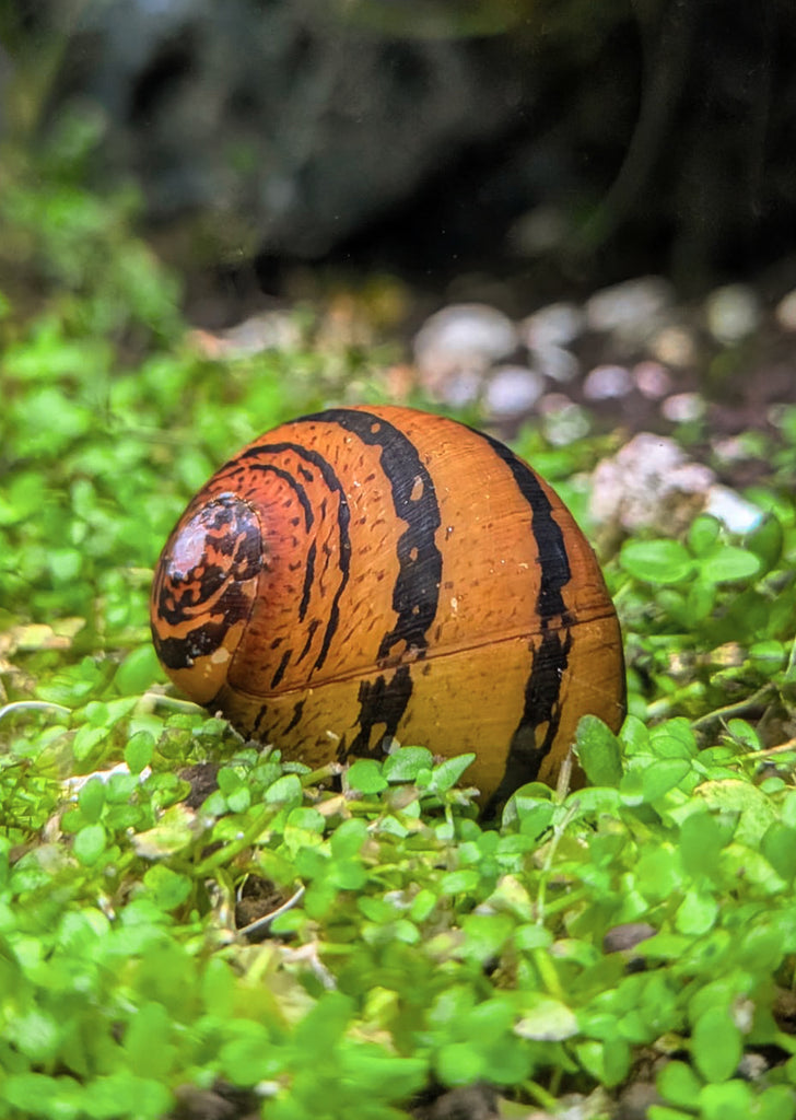 Nerite O-Ring Snail