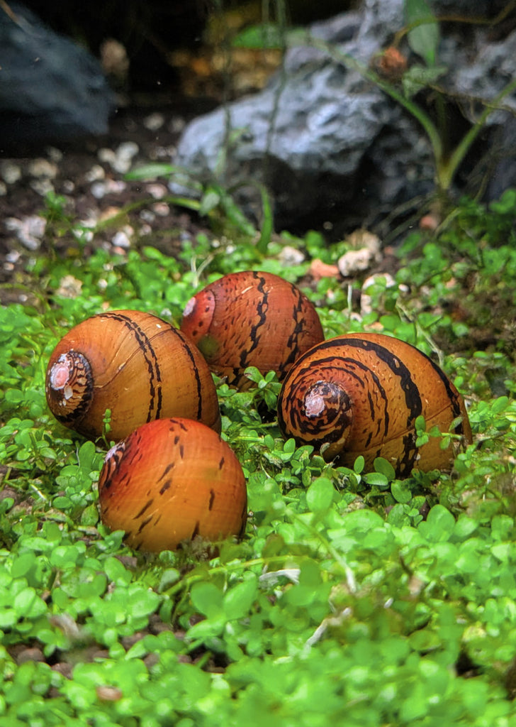 Nerite O-Ring Snail