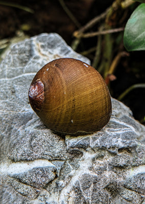 Nerite Olive Snail
