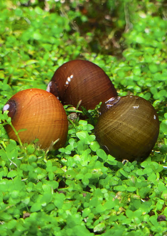 Nerite Olive Snail
