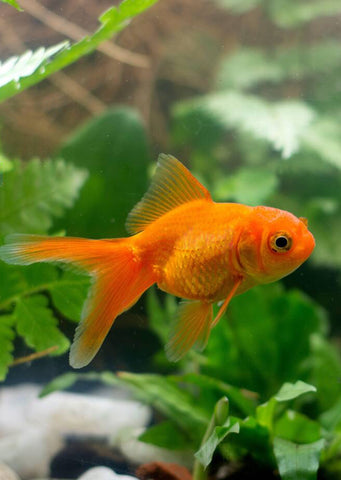 Baby Oranda Goldfish