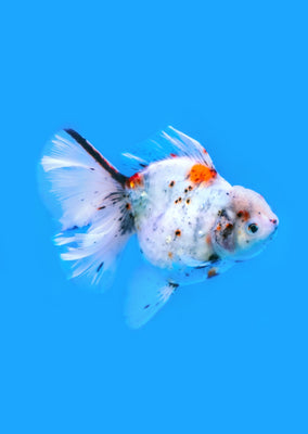 Oranda Rosetail Calico