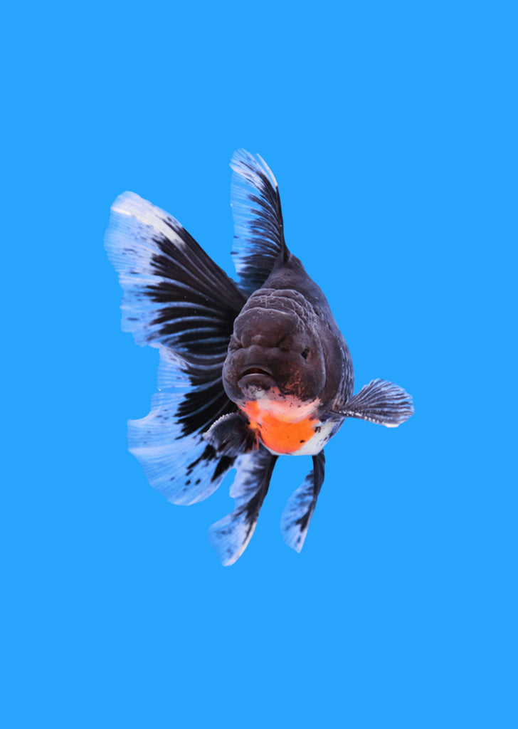 Oranda Rosetail Kirin