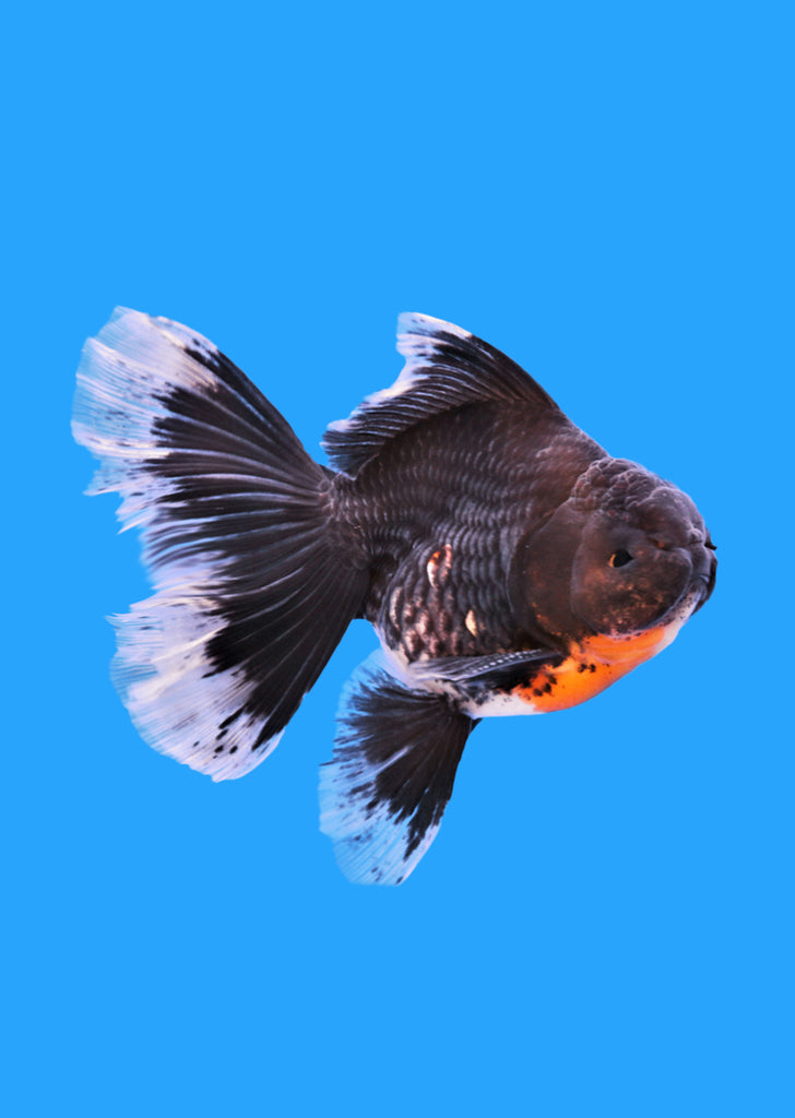 Oranda Rosetail Kirin