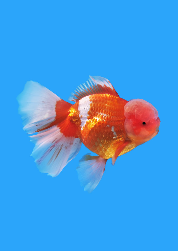 Oranda Rosetail Metallic