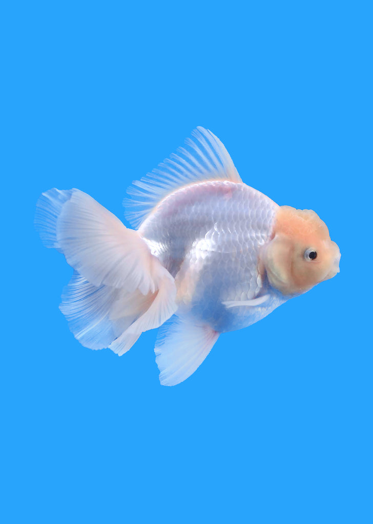 Oranda Rosetail White