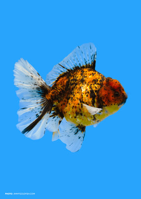 Oranda Rosetail Tiger